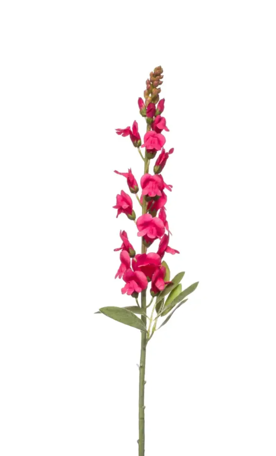 Emerald Antirrhinum spray beauty 78cm